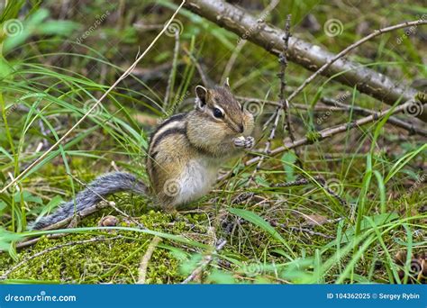 Asian Siberian Chipmunk in the Natural Habitat. Stock Image - Image of herb, wildlife: 104362025