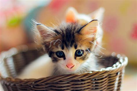 Cute Baby Cats Wallpaper