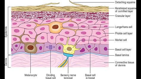 Melanocyte and merkel cells found in the stratum basale of the epidermis - YouTube