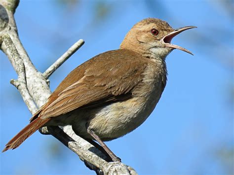 Rufous Hornero - eBird