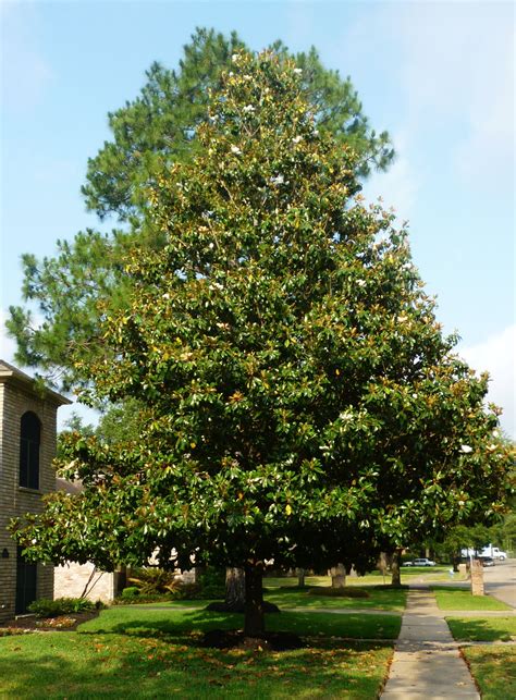 Southern Magnolia Tree Facts in Deep South Landscapes | Southern ...