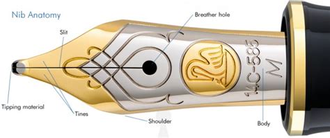 Fountain Pen Nib Infographic by Pen Chalet