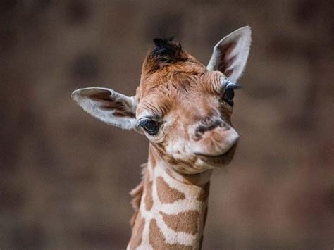 It’s a girl! Chester Zoo’s new baby giraffe has been named | Shropshire Star