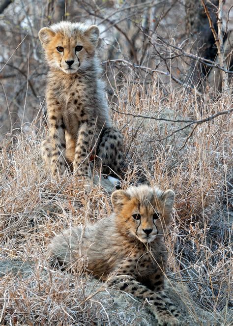 Cheetah Cubs Acinonyx jubatus - Photorator