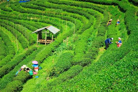 Tea Garden in Sylhet, Bangladesh