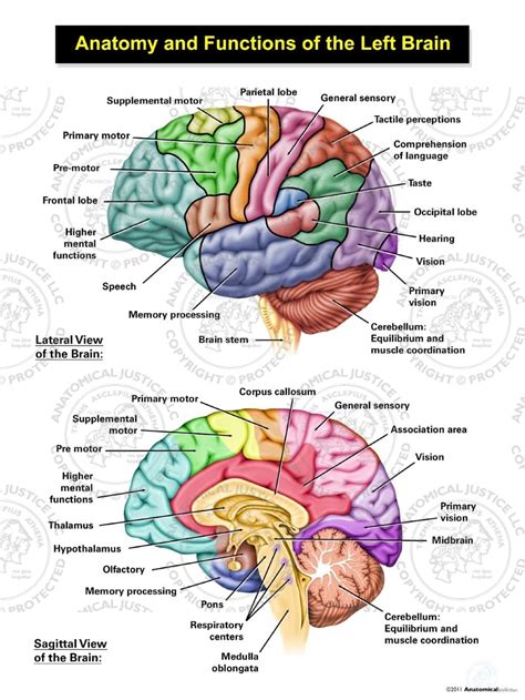 Anatomy Of Brain And Functions - Infoupdate.org