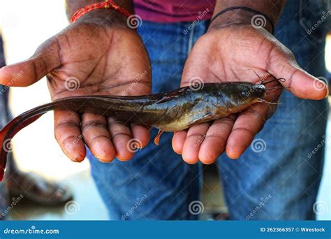 Closeup of Caught Catfish in Hands of an Indian Man Stock Image - Image of seafood, indian ...