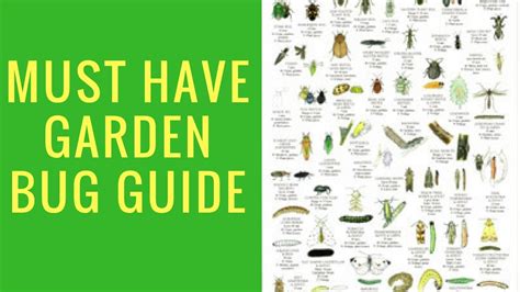 Garden Insects Identification | Fasci Garden