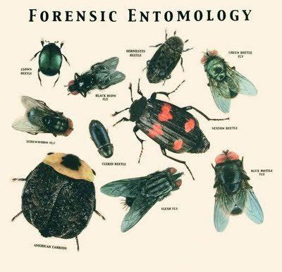 Forensic Entomology