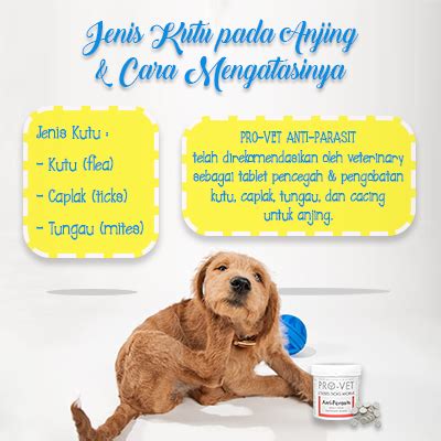 Cara Menghilangkan Kutu Pada Anjing - Mari Hidup Sehat