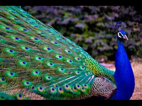 Peacock - one of the most beautiful birds - YouTube