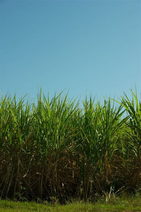 Sugar Cane Plantation stock image. Image of grass, leaf - 42222959