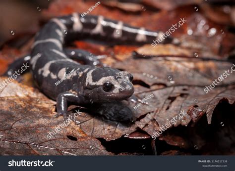 197 Marbled Salamander Images, Stock Photos & Vectors | Shutterstock