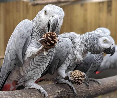 Potty-mouthed parrots teaching other birds to swear as zoo hatches plan to stop problem