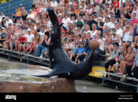 Sea lion doing difficult tricks while keeping a ball balanced on its nose Stock Photo - Alamy