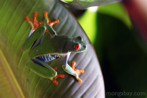 Rainforest frogs: Red-eyed tree frog