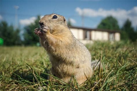 Funny Gopher Face stock photo. Image of gopher, mouth, prairie - 612532