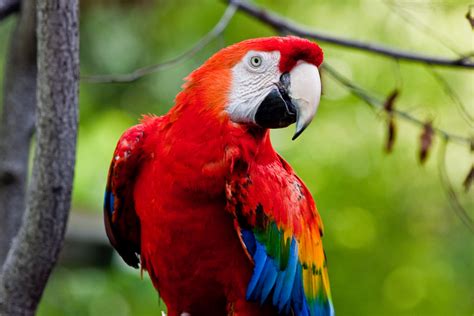 Toronto Zoo-parrot | leander.canaris | Flickr