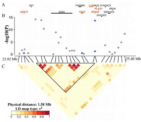 Detailed view of the region on chromosome 14 delineated by the... | Download Scientific Diagram