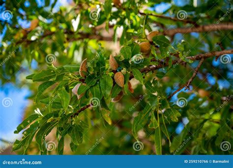 Ripe Almonds Nuts on Almond Tree Ready To Harvest Close Up Stock Photo ...