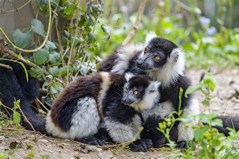 Two cute black and white ruffed lemurs | Two cute black and … | Flickr