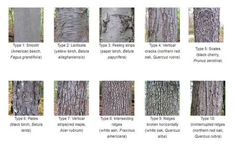 Tree Bark Identification Guide - nagle-dziecko