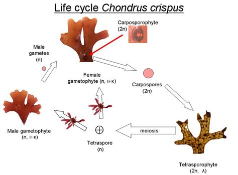 chrondrus crispus life cycle (red algae) Rhodophyta - triphasic.