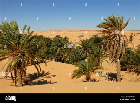 Oasis Sahara desert Mauritania Stock Photo - Alamy