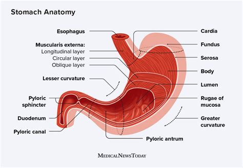 Cells of the stomach: Types, purpose, and location