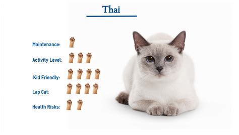 Thai Cat Breed… Everything That You Need to Know at a Glance!