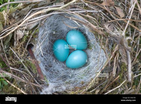 Hedge sparrow / Dunnock (Prunella modularis) nest with three eggs, nest exposed in hedge by ...