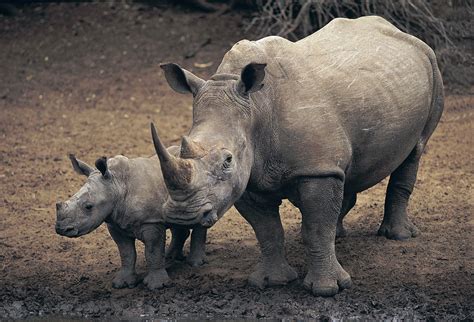 ENCYCLOPEDIA OF ANIMAL FACTS AND PICTURES: RHINOCEROS