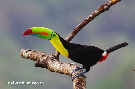 Keel Billed Toucan – Bird Pictures