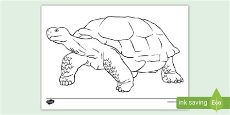 Tortoise Colouring Page (teacher made) - Twinkl