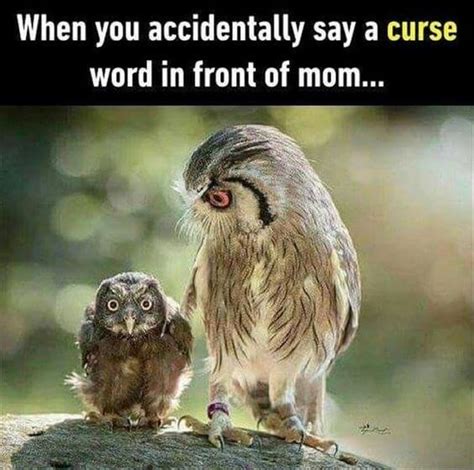 29 Funny Owl Memes That Are So Funny They're Actually a Hoot