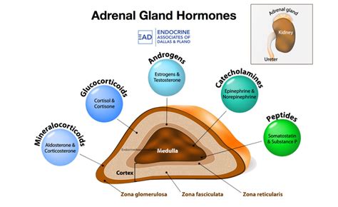 Adrenal gland hormones and their functions - greypase