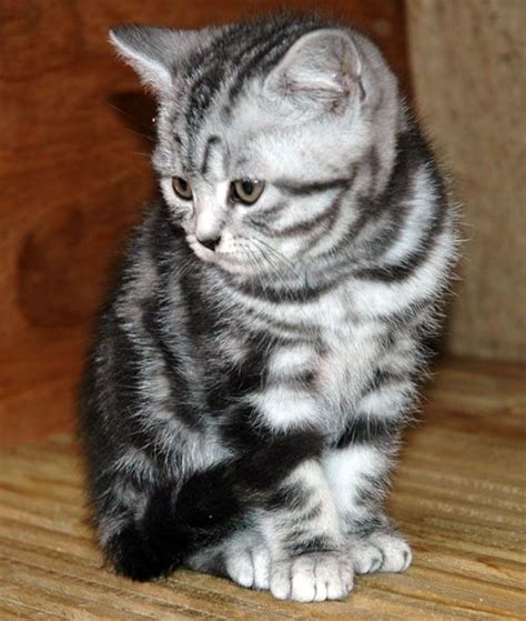 40 Pictures of Cute Silver Tabby Kittens - Tail and Fur