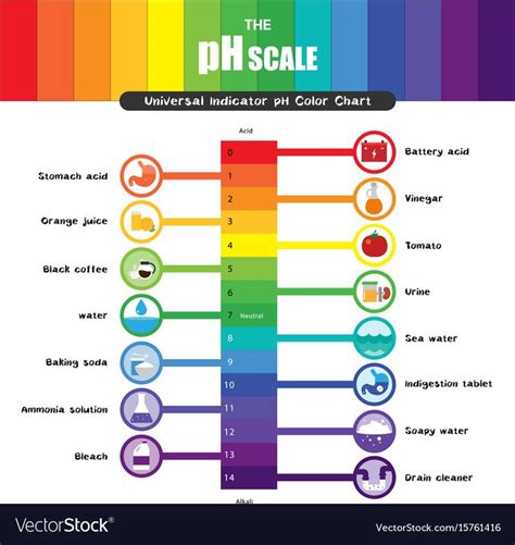 Ph scale universal indicator color chart vector image on VectorStock | Teaching chemistry ...