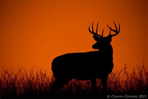 Big Whitetail Buck Wallpaper - WallpaperSafari