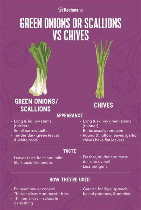 Chives vs Green Onions vs Scallions: What's the Difference? - Recipes.net