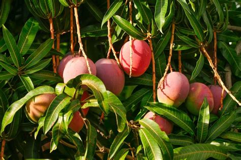 Mango Tree Diseases | LoveToKnow