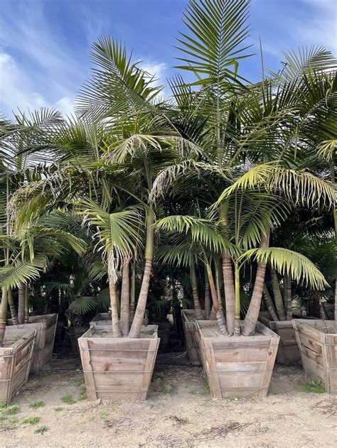 King Palm Tree Care and Best Varieties | Balcony Garden Web