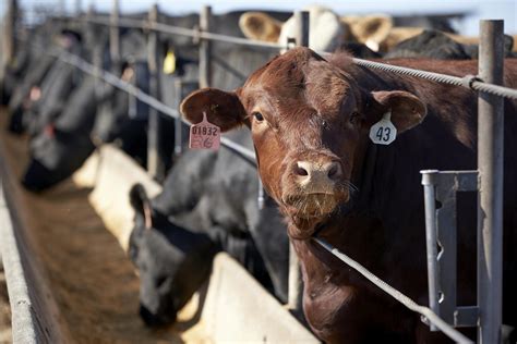 US Ranchers build meat packing plant | The Farming Forum