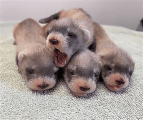 Black-footed Ferret Kits Born! - Phoenix Zoo