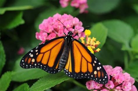 Monarch Butterfly Migration - American Profile