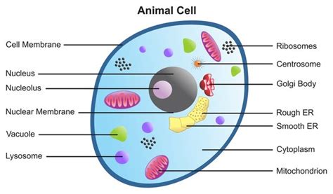 Animal Cell Diagram Images – Browse 44,332 Stock Photos, Vectors, and Video | Adobe Stock