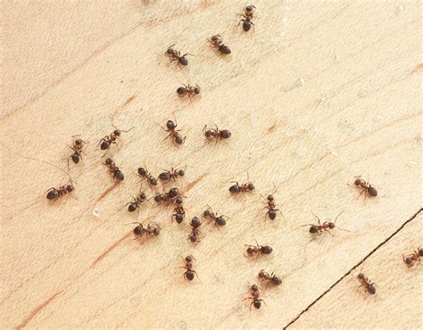 Carpenter Ants Vs Black Ants | Picture Identification