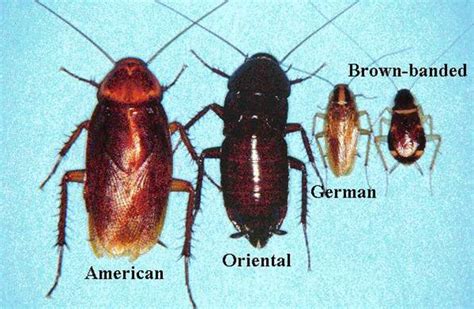 Different Types of Cockroaches Coexisting With Humans - Online Pest Control