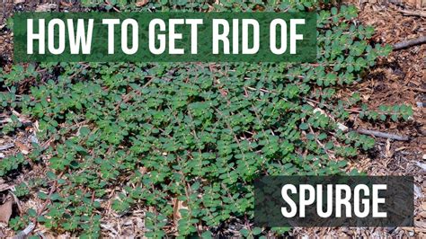 Spurge Control: How To Get Rid of Spurge