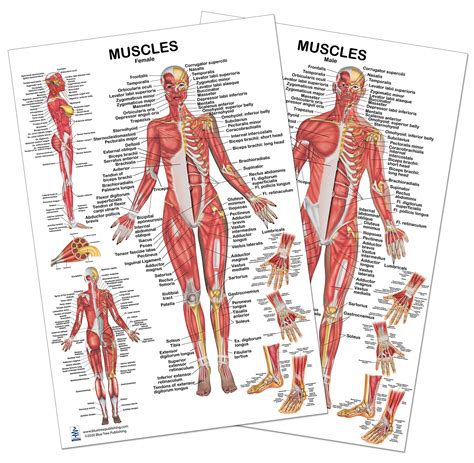 Muscle Woman Diagram